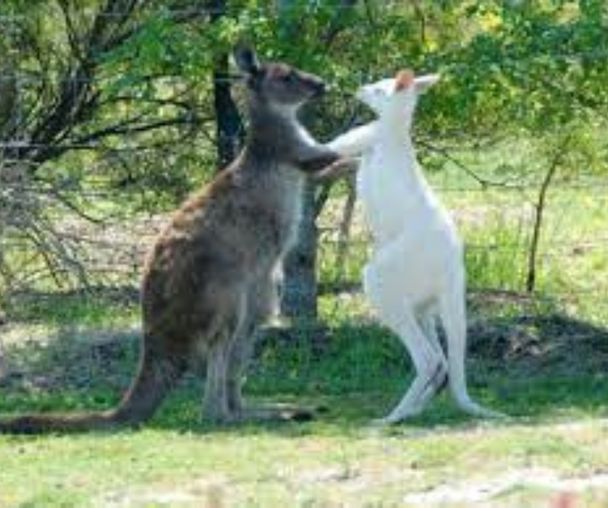 activity_detail_image