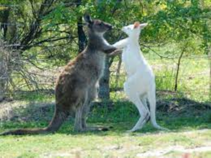 [찐투어] 멜버른 필립아일랜드 + 쿼카 + 피라미드락(최대 11명 소그룹)