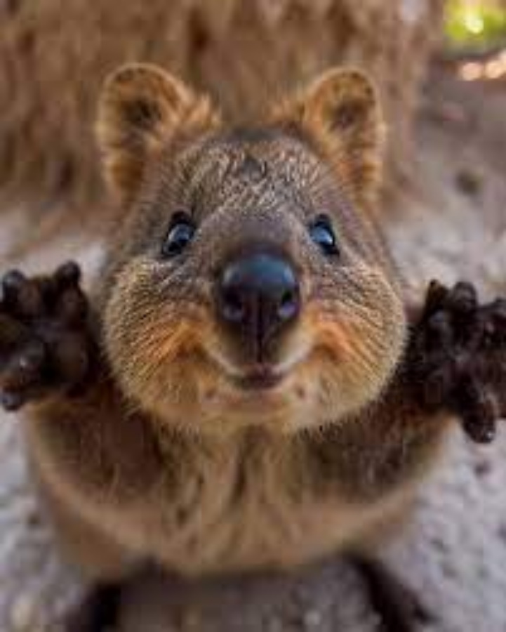 [찐투어] 멜버른 필립아일랜드 + 쿼카 + 피라미드락(최대 11명 소그룹)