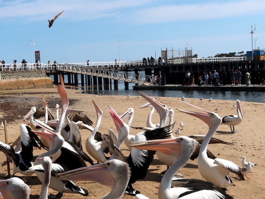 [찐투어] 멜버른 필립아일랜드 + 쿼카 + 피라미드락(최대 11명 소그룹)