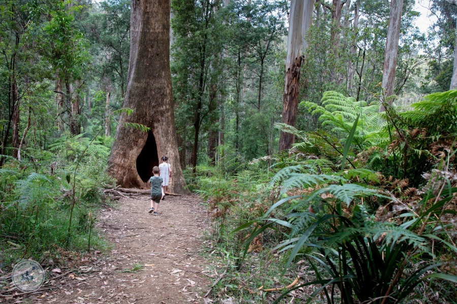 [찐투어] 멜버른 퍼핑빌리 반나절 투어