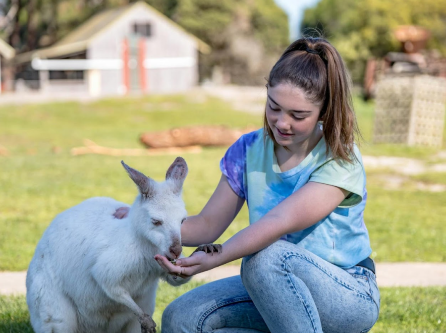 [찐투어] 멜버른 퍼핑빌리 + 필립아일랜드 + 피라미드락 투어 (최대 11명 소그룹)