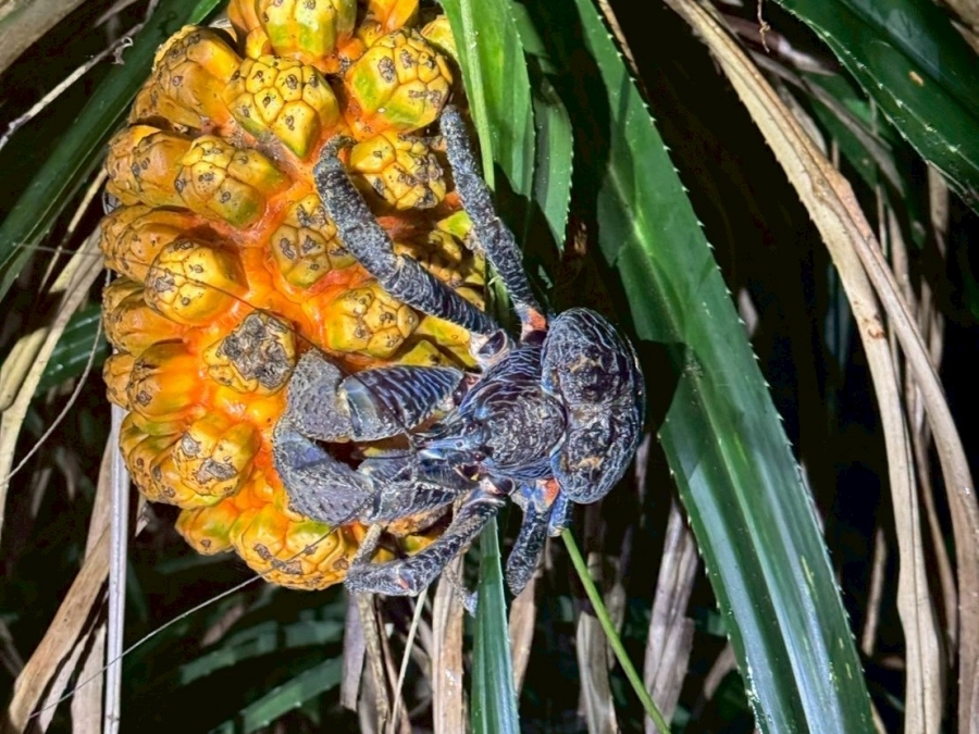 미야코지마 별빛 정글 나이트 투어