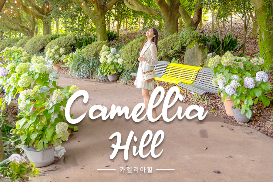 제주 카멜리아힐 입장권 + 3종 혜택