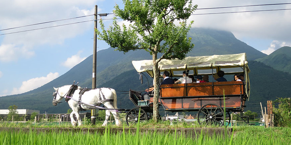 후쿠오카 & 벳부 사파리 투어 (사파리 2회 + 유후인 + 스냅샷 서비스)