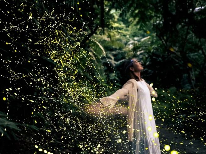 Ishigaki Secret Forest Natural Illumination Yaeyama Hime Firefly Tour