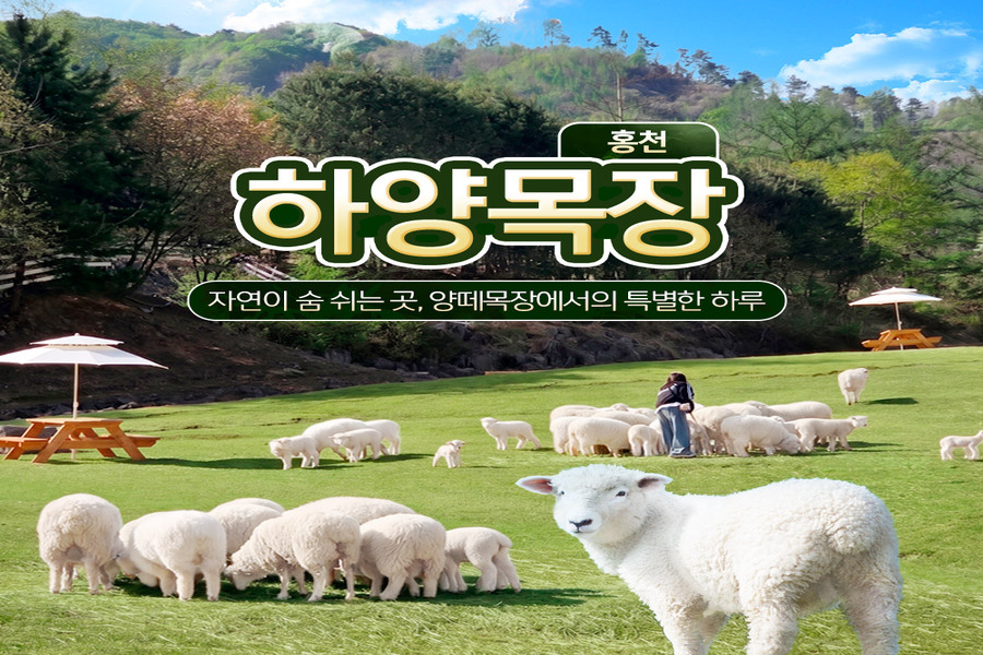 홍천 하양목장 가정의 달 특가