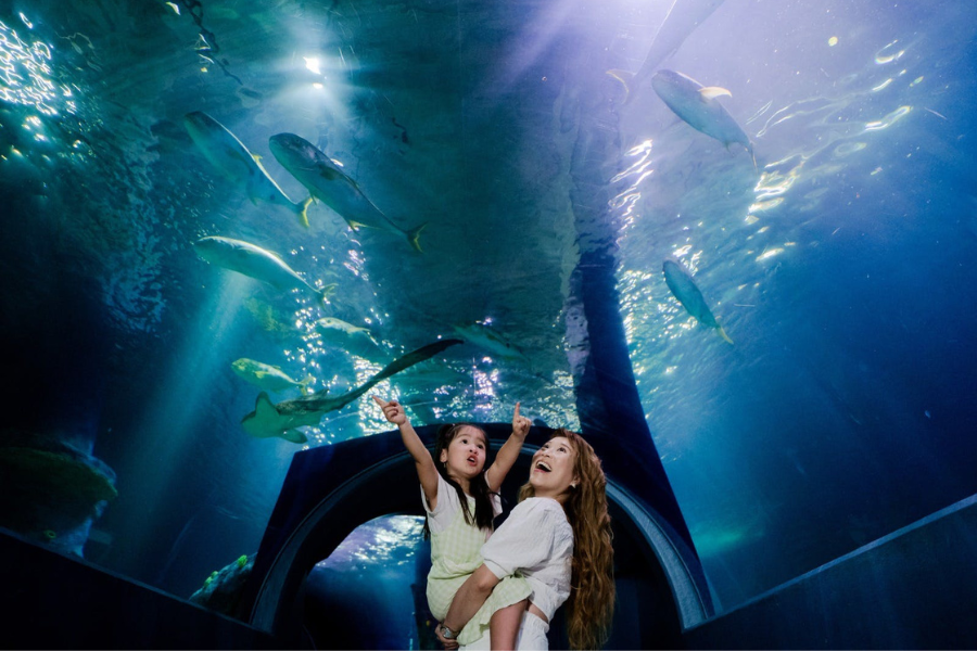 Melbourne SEA LIFE Aquarium Ticket