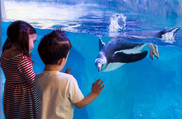 シドニー・タワー + シーライフ・シドニー水族館 共通入場券