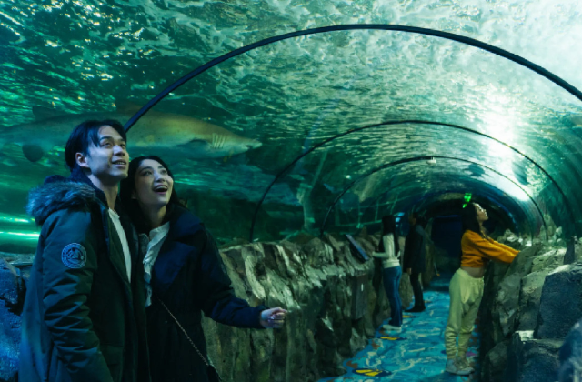 シドニー・タワー + シーライフ・シドニー水族館 共通入場券