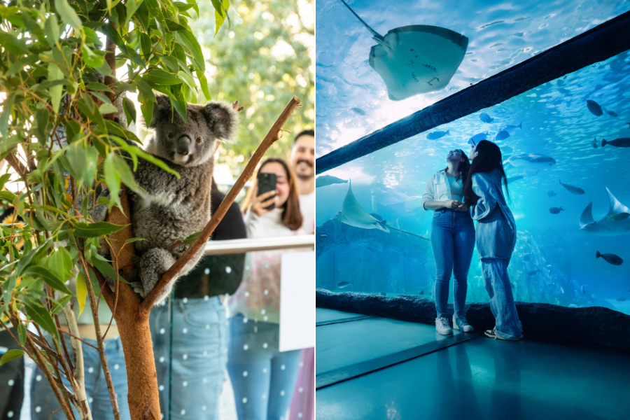 シーライフ水族館＆ワイルド・ライフ動物園COMBO