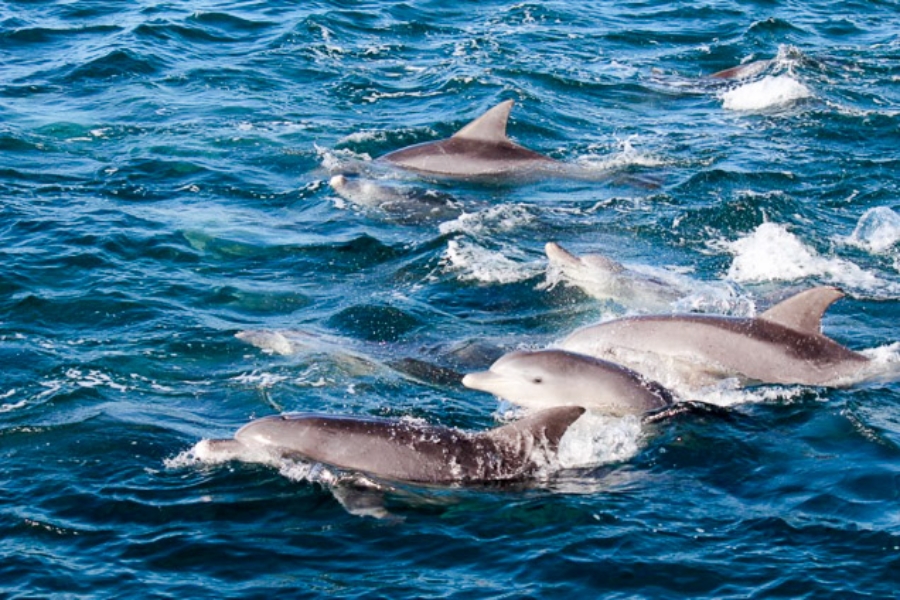 Kumamoto Dolphin Watching Tour