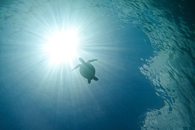 Ishigaki Sea Turtle & Blue Cave Snorkeling Tour