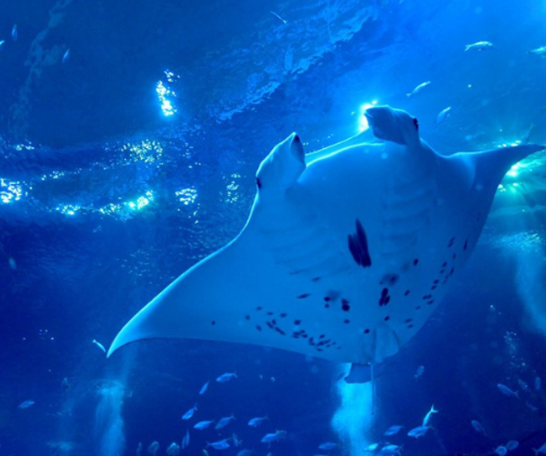 activity_detail_image