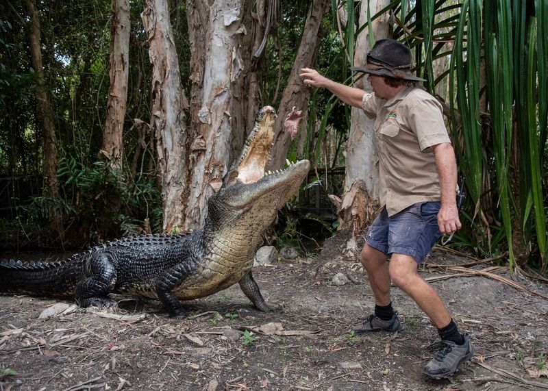 Cairns Hartley's Crocodile Adventures Tour