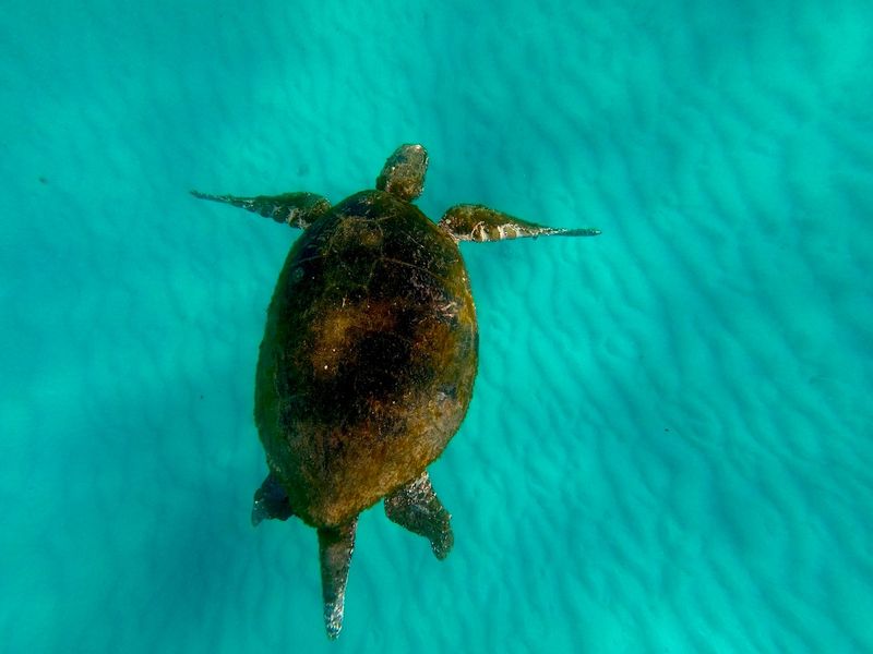 Gold Coast Departure: Moreton Island Day Tour (Sandboarding, Snorkeling & Kayaking Included)