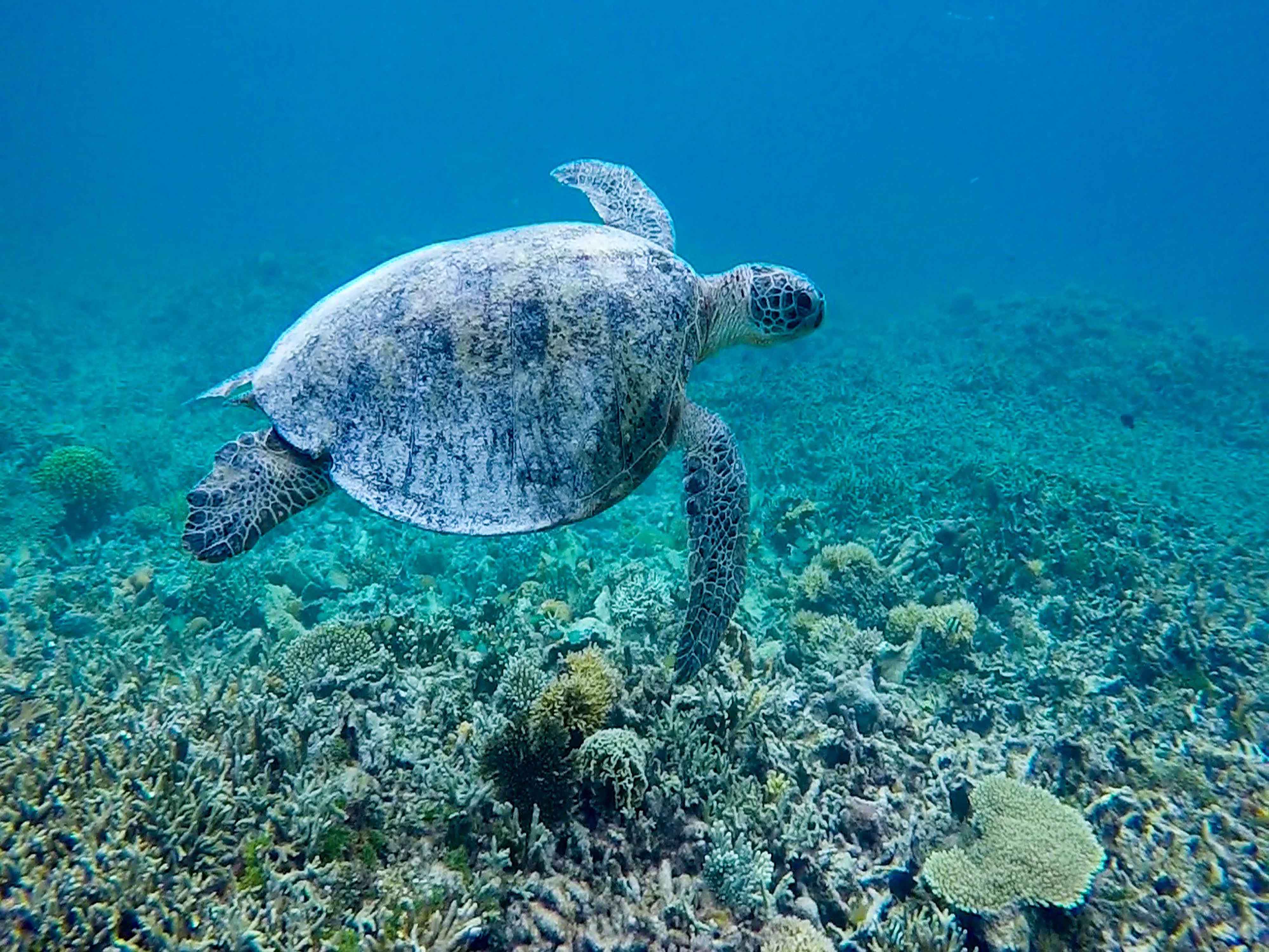 Kota Kinabalu Mantanani Island Premium Scuba Diving Tour