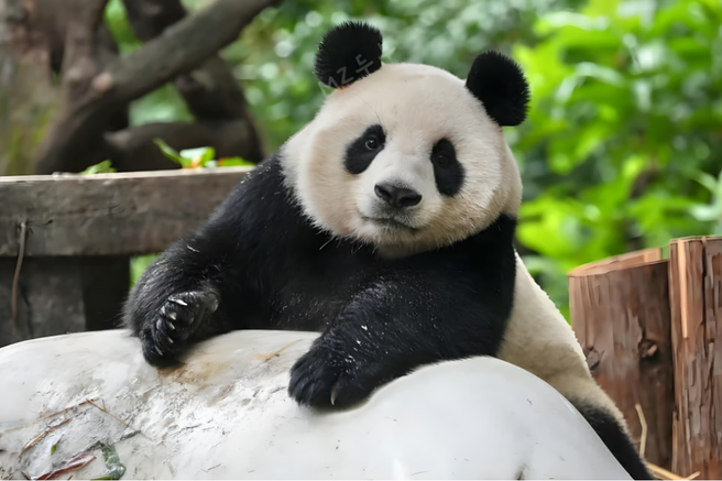 広州長隆野生動物世界入場チケット