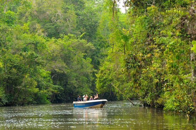 Kota Kinabalu Kawakawa River Mangrove & Firefly Cruise