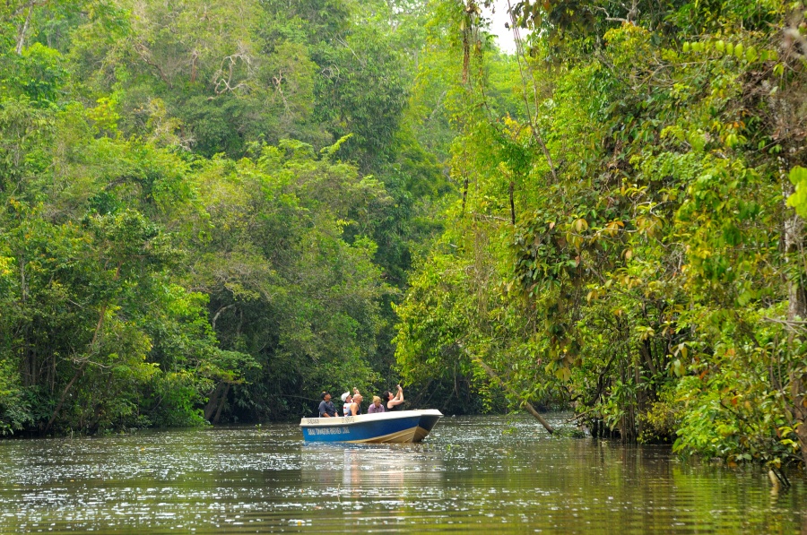 Kota Kinabalu Kawakawa River Mangrove & Firefly Cruise