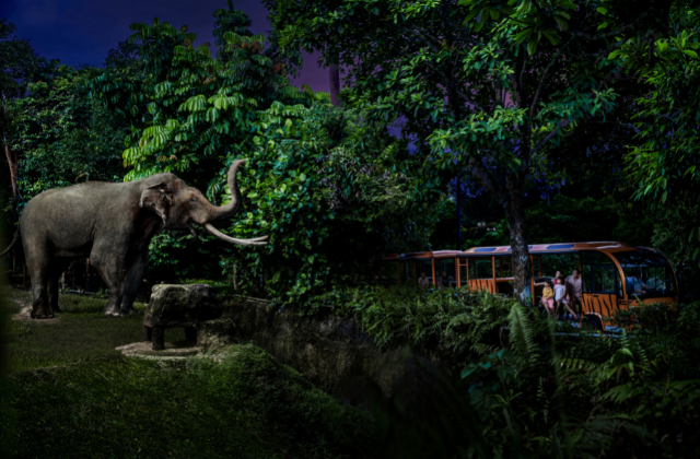Singapore Night Safari Ticket & Unlimited Tram - Mandai Wildlife Reserve