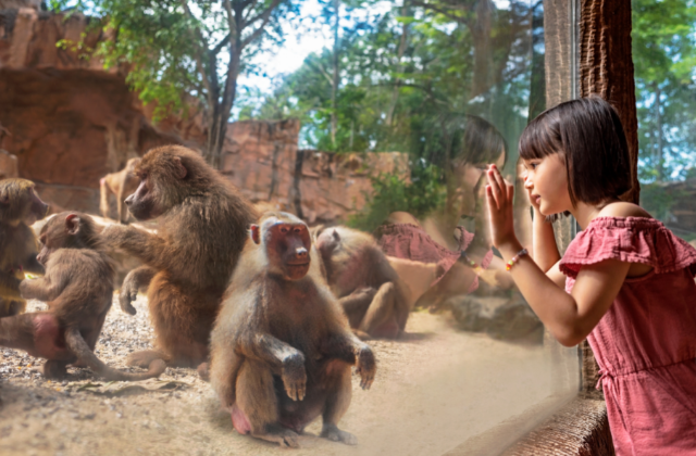 Singapore Zoo Ticket + Unlimited Tram - Mandai Wildlife Reserve