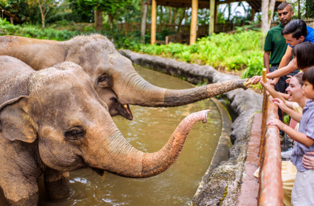 Singapore Zoo Ticket + Unlimited Tram - Mandai Wildlife Reserve
