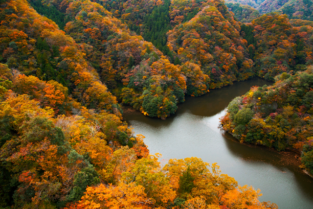 Hitachi Seaside Park, Fukuroda Falls & Ryujin Suspension Bridge Autumn Leaves Day Tour from Tokyo
