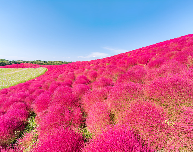 Hitachi Seaside Park, Fukuroda Falls & Ryujin Suspension Bridge Autumn Leaves Day Tour from Tokyo