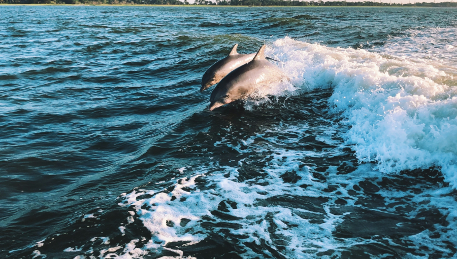 Bali Lovina Dolphin Sunrise & Menjangan Snorkeling Private Tour (Korean Speaking Guide)