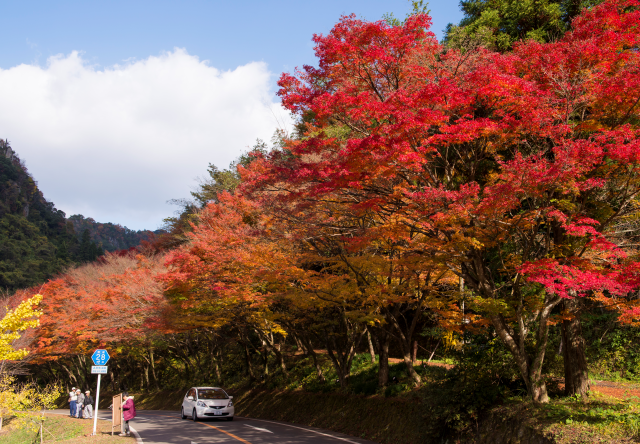 [Autumn Limited] North Kyushu Tour from Fukuoka: Experience Autumn's Grand Nature