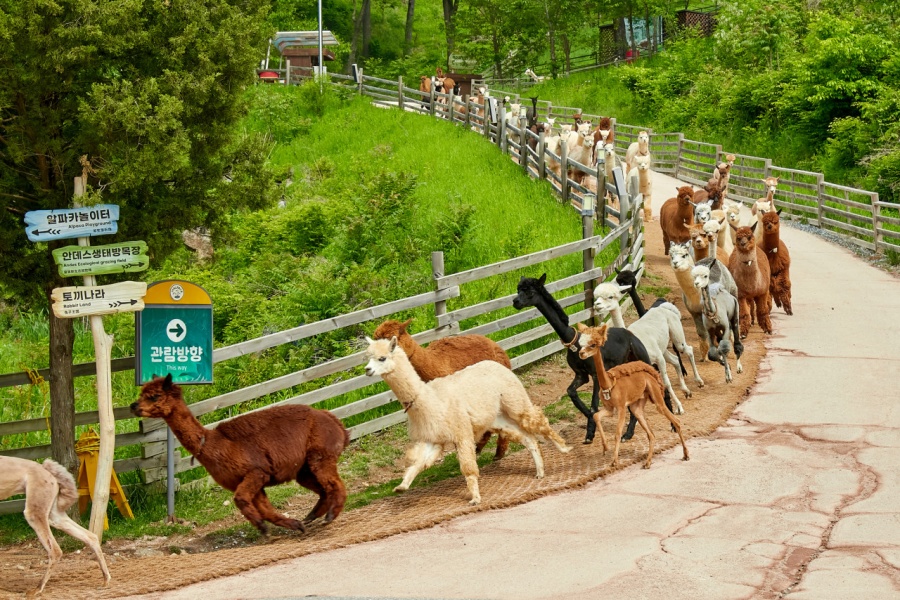 Gangwon Hongcheon Alpaca World Ticket