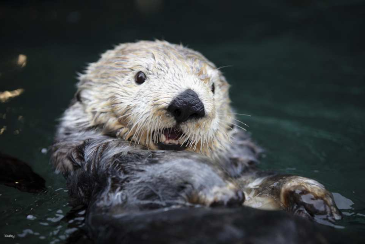バンクーバー水族館 入場チケット