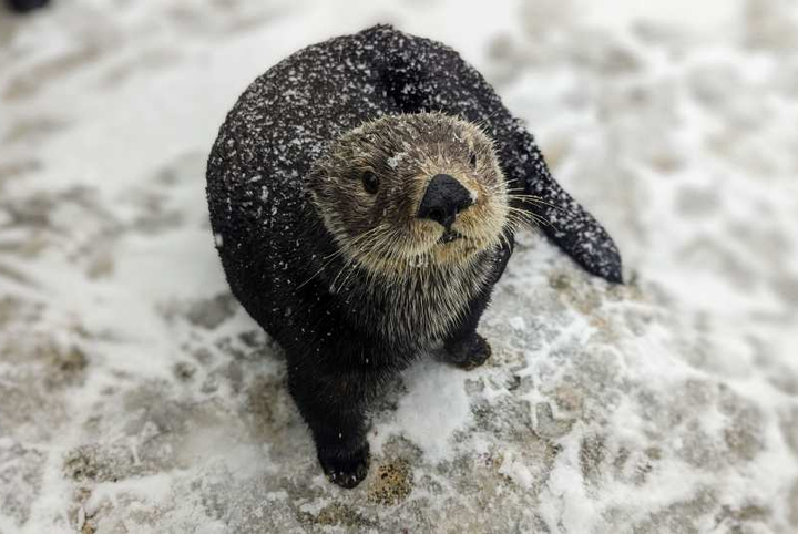 バンクーバー水族館 入場チケット