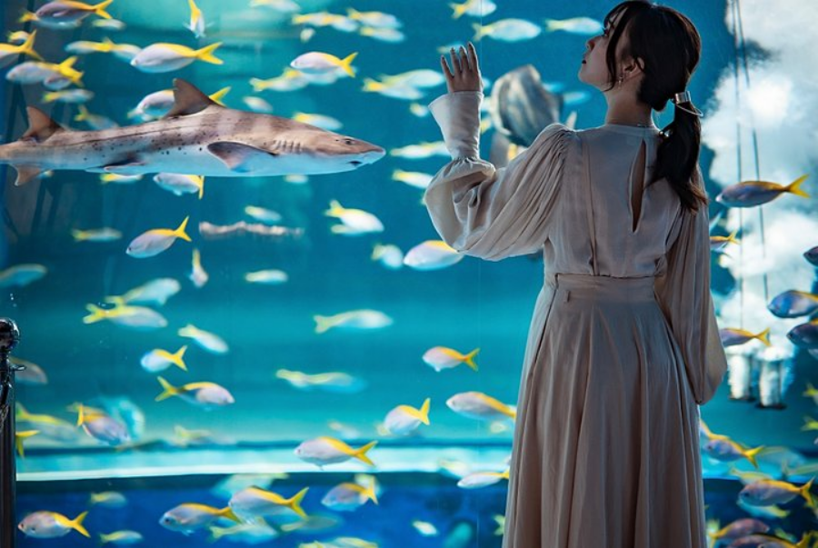 Kobe AtoA Aquarium Ticket
