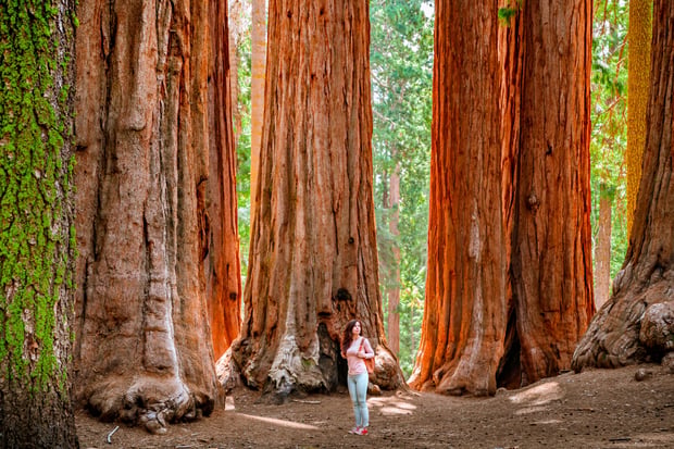 Yosemite National Park & Sequoia Hike Tour from San Francisco