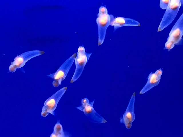 オホーツク流氷館 入場チケット