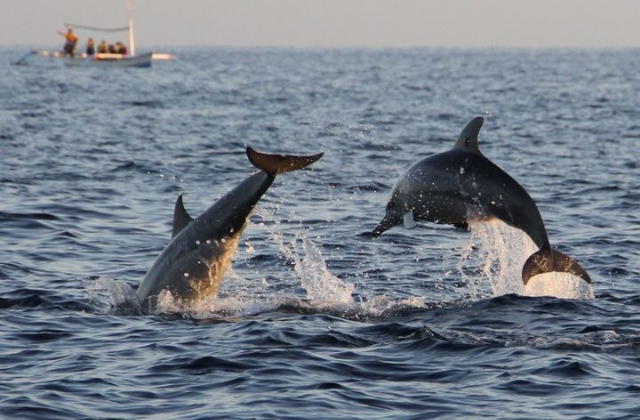 Bali Lovina Dolphin Watching & Snorkeling Day Tour