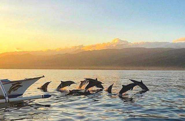 Bali Lovina Dolphin Watching & Snorkeling Day Tour
