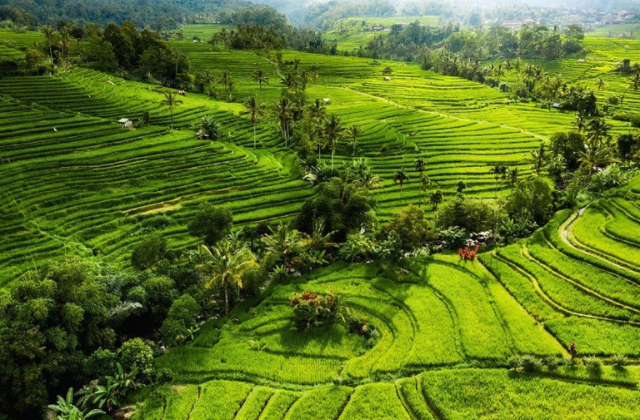 Bali Ulun Danu Bratan Temple, Jatiluwih Rice Terraces, Sange Monkey Forest & Tanah Lot Day Tour