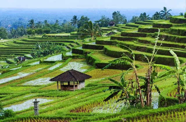 Bali Ulun Danu Bratan Temple, Jatiluwih Rice Terraces, Sange Monkey Forest & Tanah Lot Day Tour