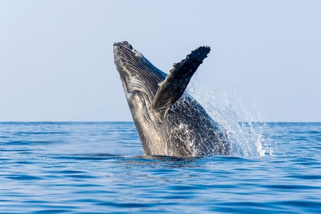 Hawaii Big Island Kona Whale Watching Cruise Tour