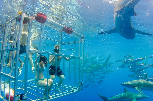 Oahu North Shore Shark Cage Diving Tour, Hawaii