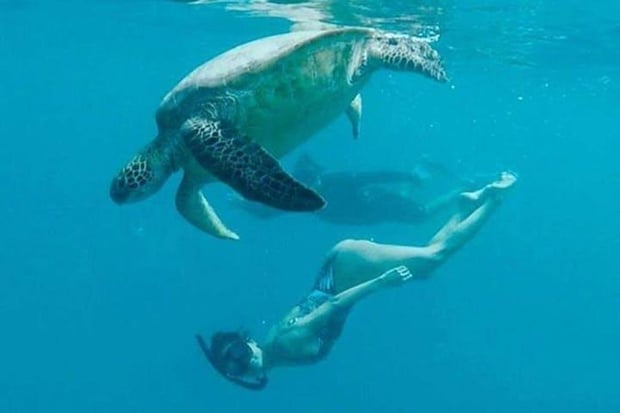 ハワイ ワイキキ タートルキャニオン ウミガメ シュノーケリング & カタマランセーリング