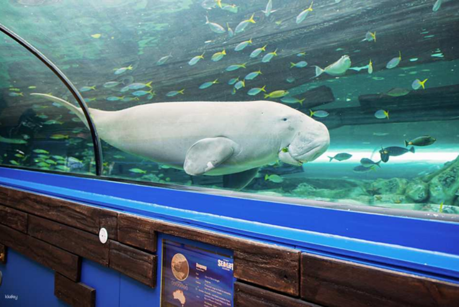 SEA LIFE Sydney Aquarium Admission Ticket + Digi Photo Pass Included
