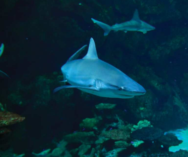 activity_detail_image