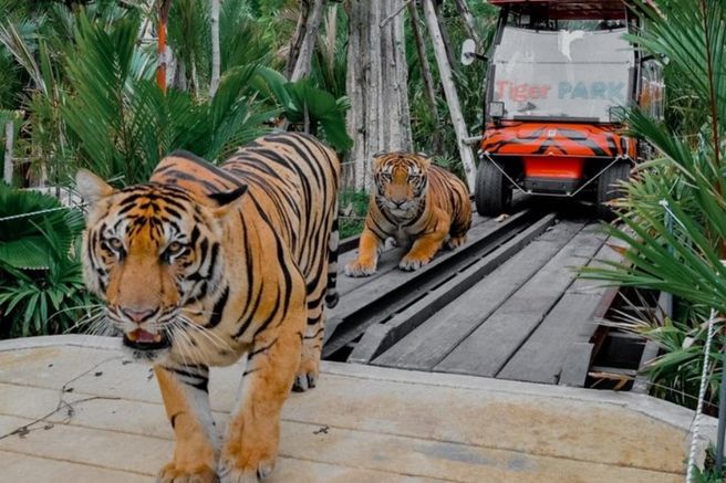 Pattaya Tiger Park Ticket & Experience Package