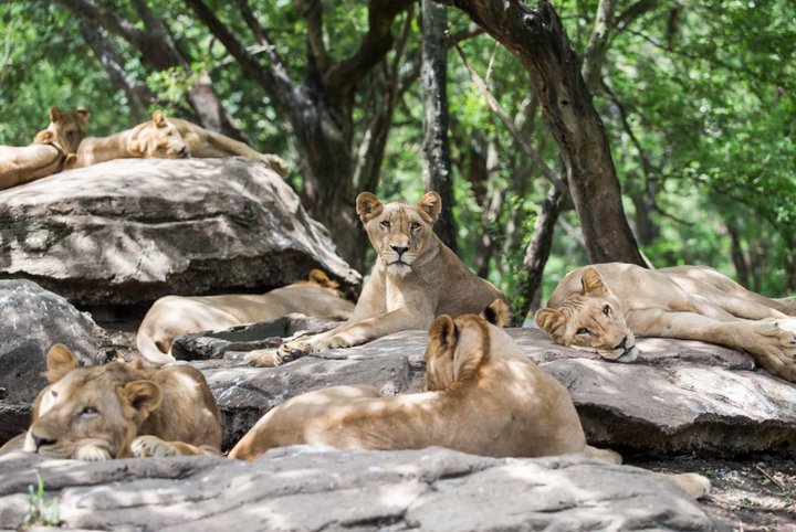 Bangkok Safari World Full Day Private Tour (Morning Departure)