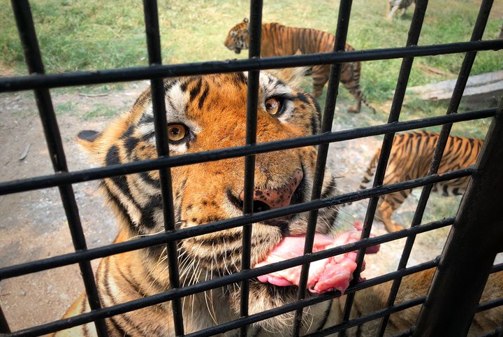 Bangkok Safari World Full Day Private Tour (Morning Departure)