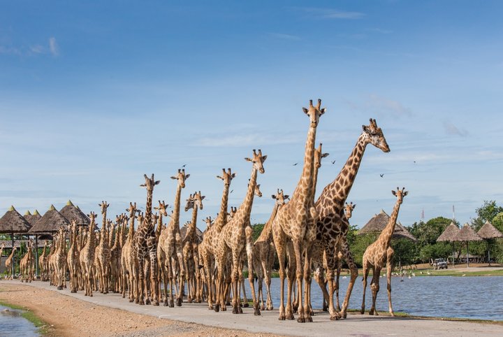 Bangkok Safari World Full Day Private Tour (Morning Departure)